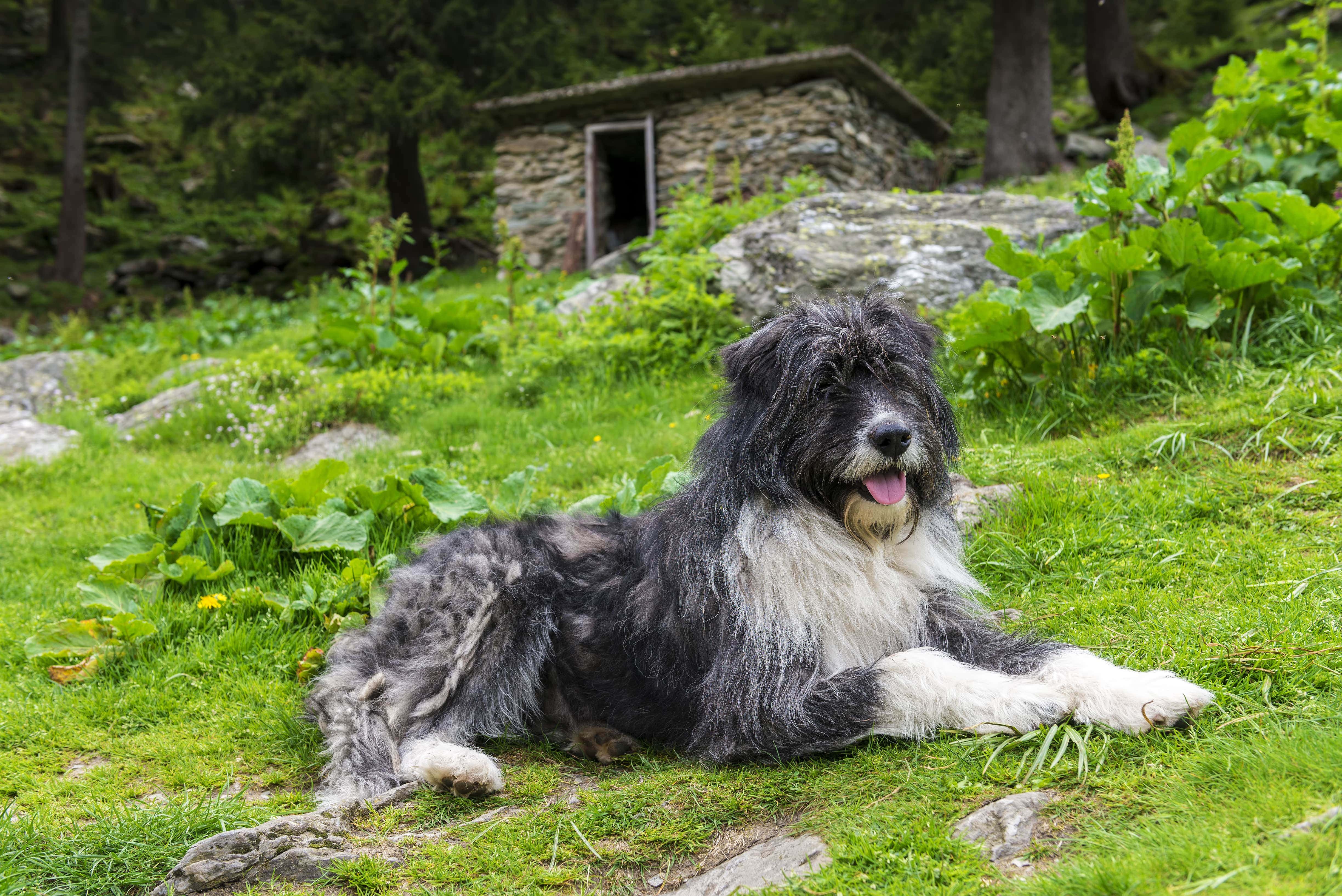 Alimentation du chien de berger