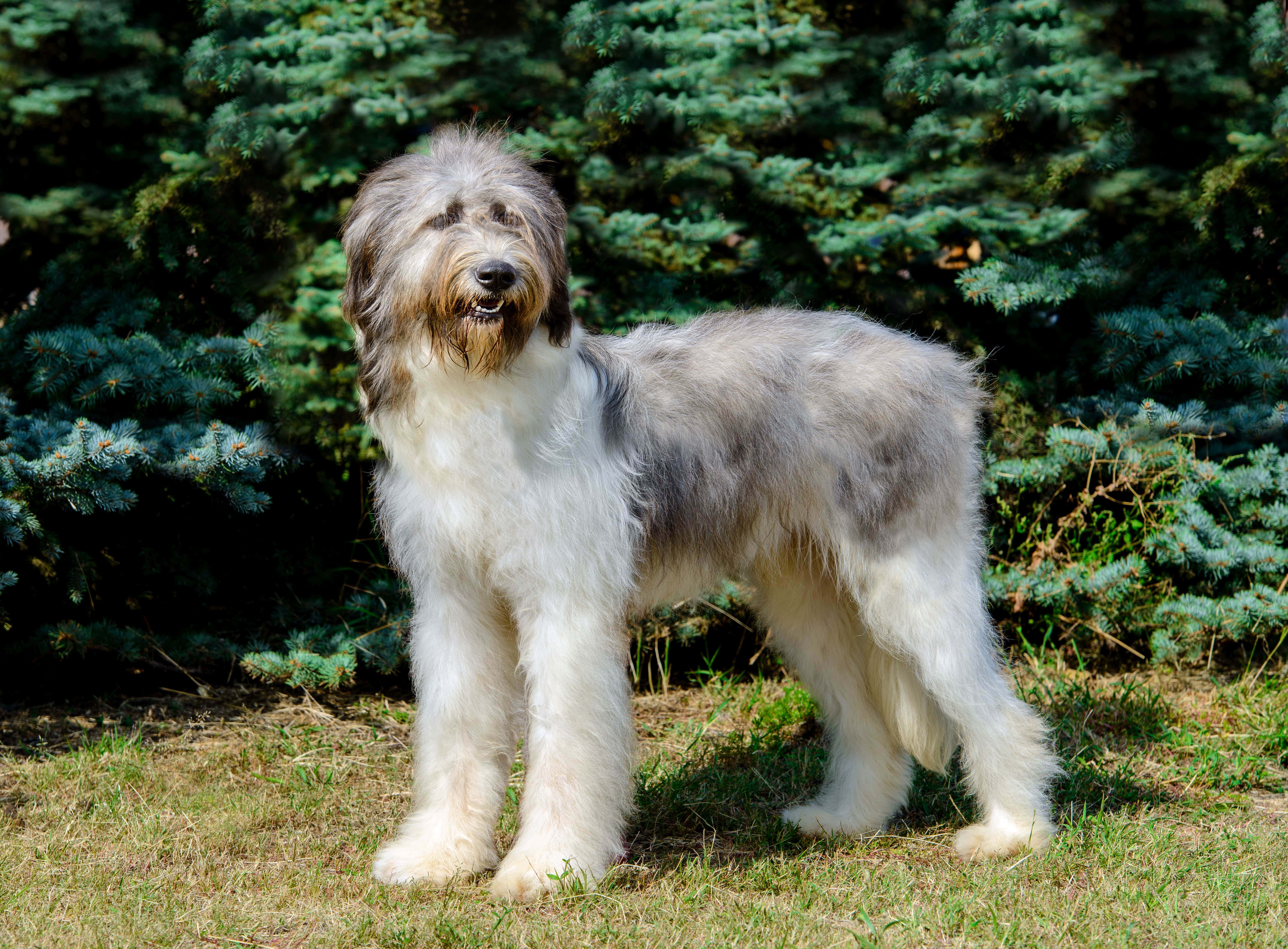 Comportement et caractère du chien de berger