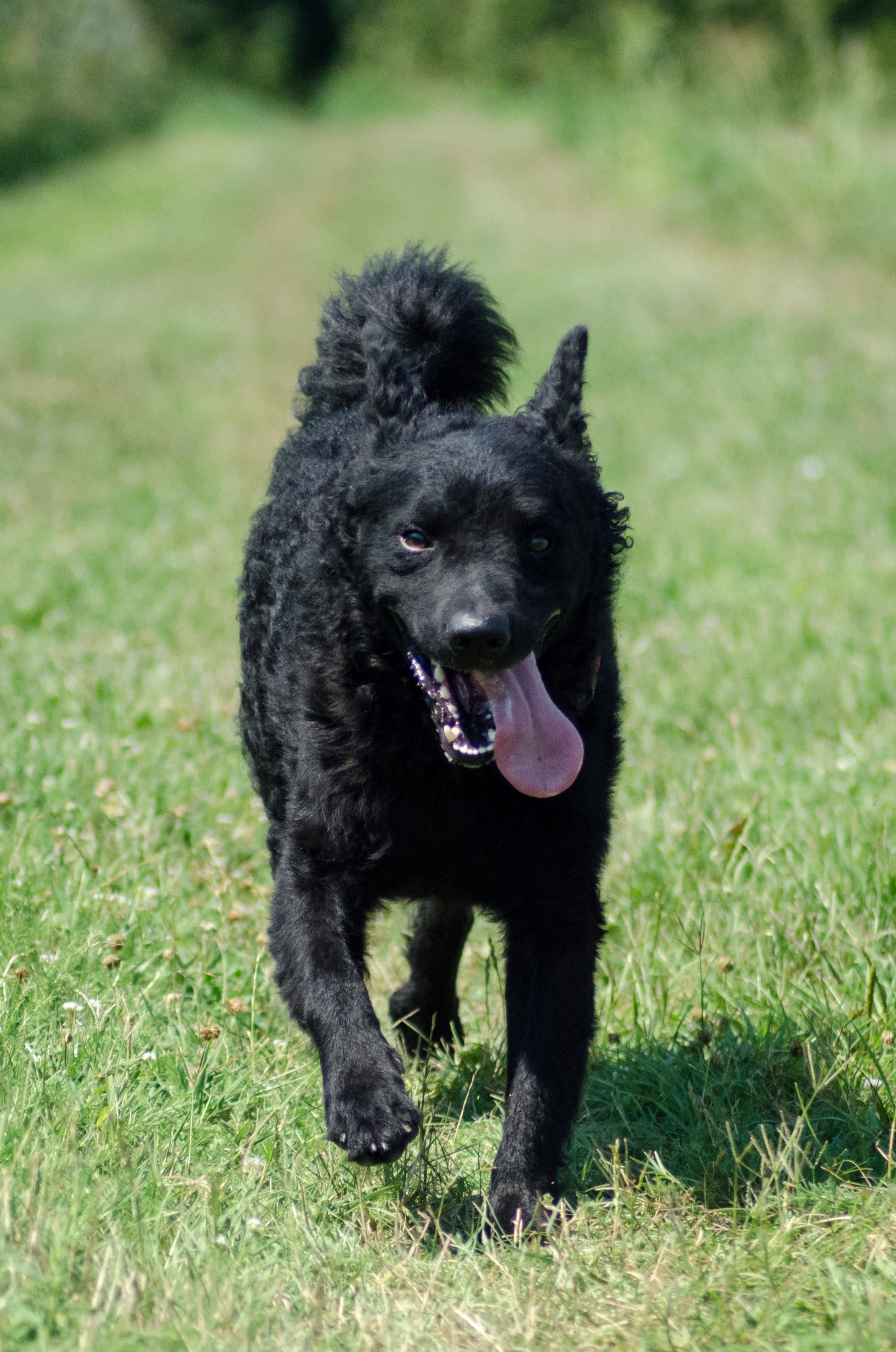 Le chien de berger