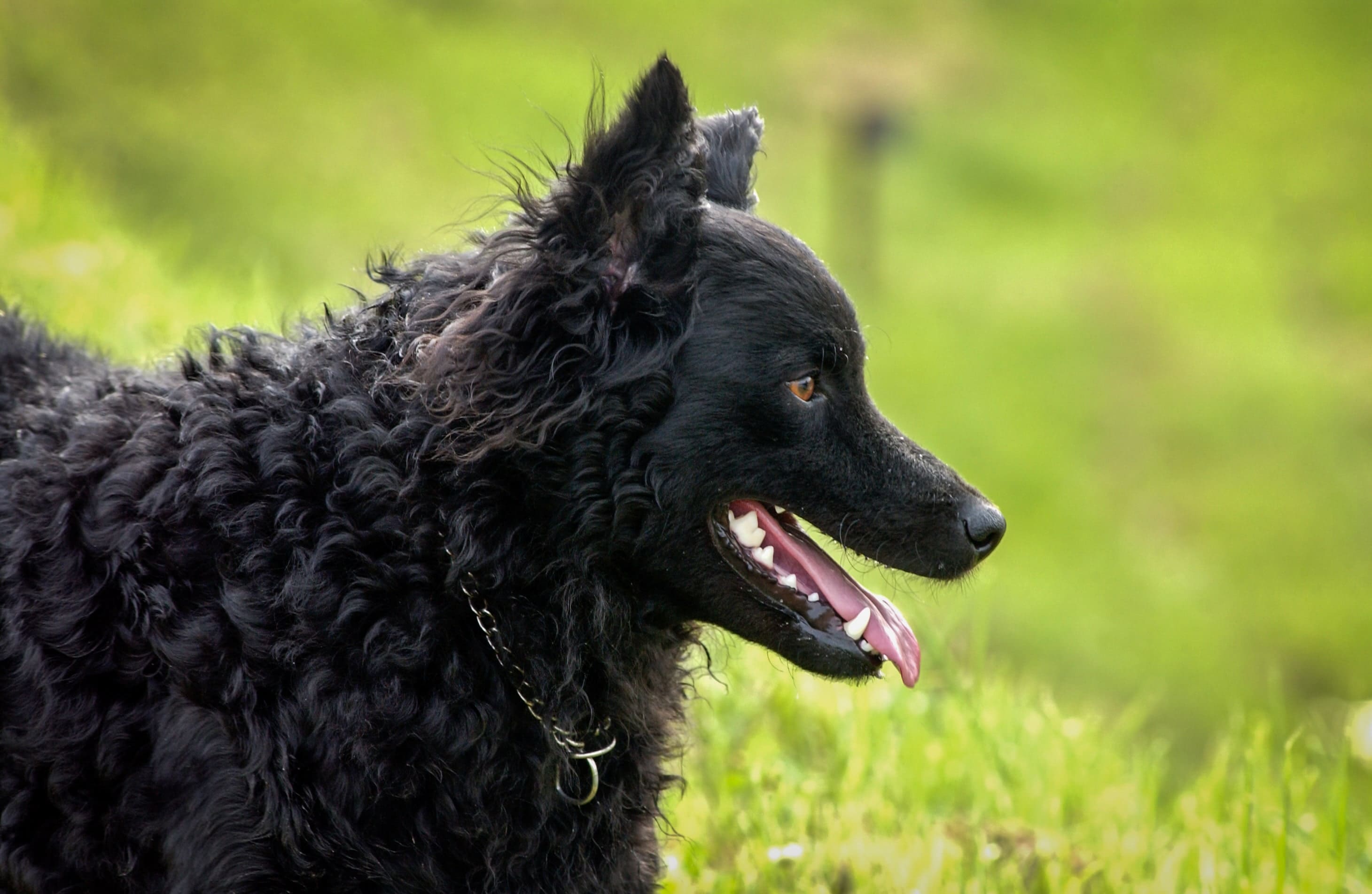 Particularités physiques du chien de berger