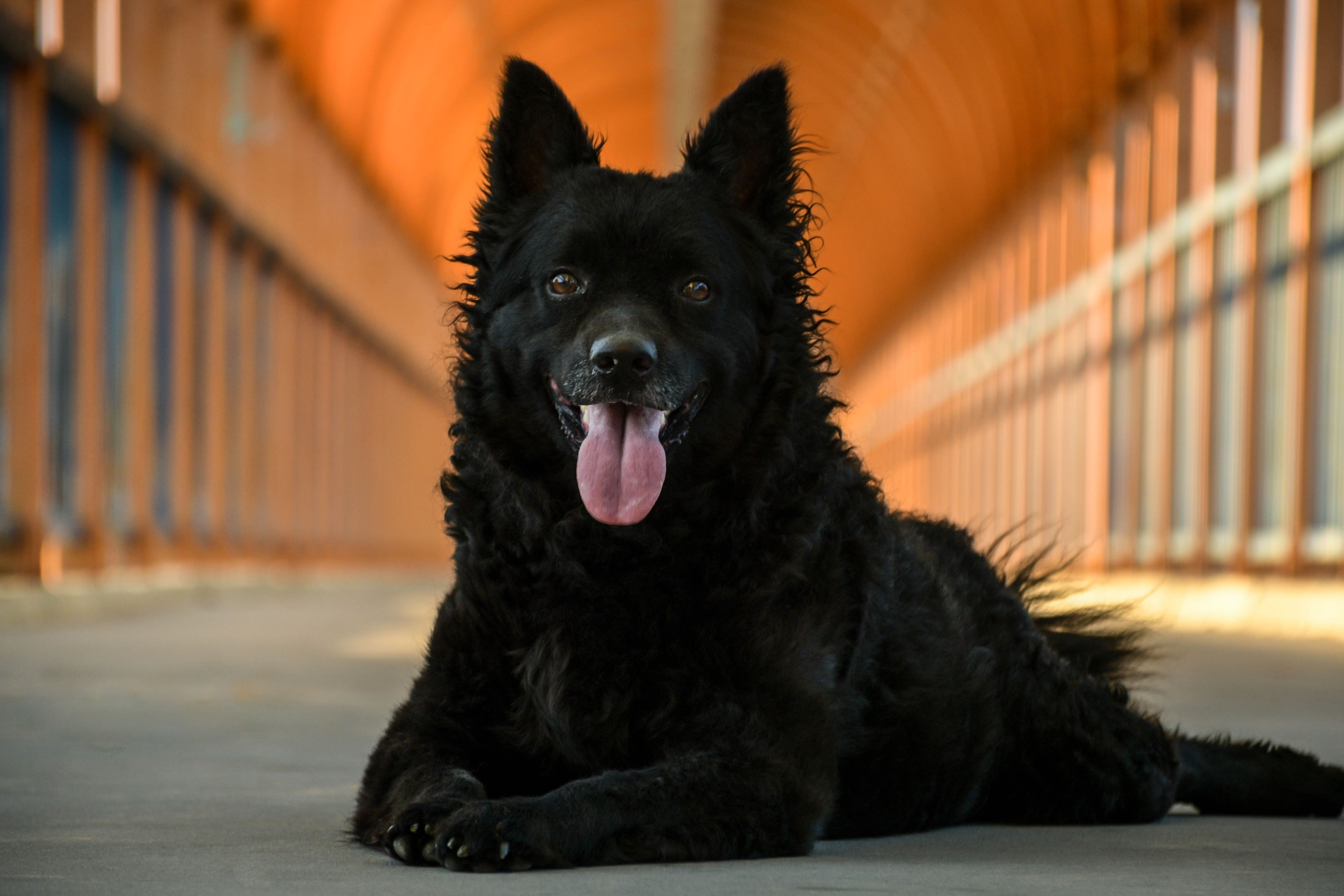 Berger - portrait