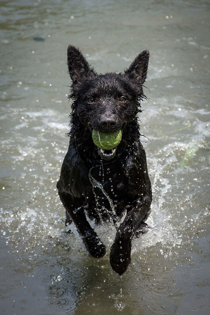 Entretien et toilettage du chien de berger