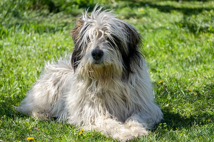 Santé du chien de berger